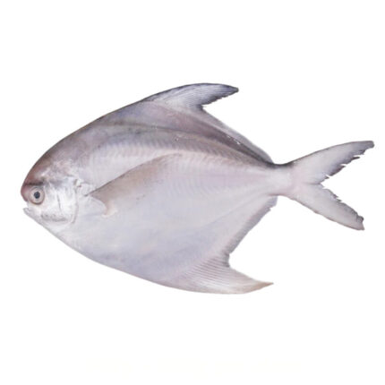 Pan Royal Fresh White Pomfret